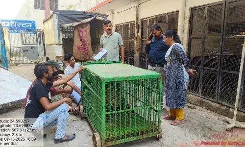 डूंगरपुर से रेस्क्यू किया गया घायल पैंथर ,उपचार के बाद बायोलॉजिकल पार्क भेजा