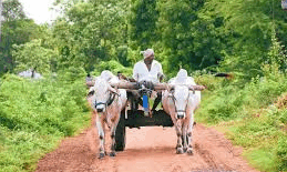 सरकार देगी बैलों से खेती करने वाले किसानों को 30 हजार सरकार देगी बैलों से खेती करने वाले किसानों को 30 हजार