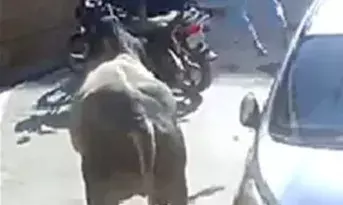 सांड के हमले में मिठाई व्यवसायी की मौत