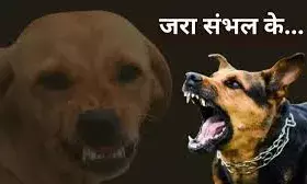 वाहनों पर टूट पड़ते हैं कुत्ते, दहशत में लोग, जिम्मेदार फिर भी मौन