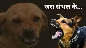 वाहनों पर टूट पड़ते हैं कुत्ते, दहशत में लोग, जिम्मेदार फिर भी मौन
