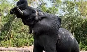 दिल की बीमारी से हुई अफ्रीकी हाथी शंकर की मौत, पोस्टमॉर्टम रिपोर्ट में खुलासा