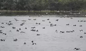 भीलवाड़ा की नेहरू तलाई बनेगी पर्यटन स्थल, 18 करोड़ की परियोजना प्रस्तावित