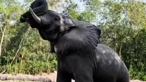 दिल की बीमारी से हुई अफ्रीकी हाथी शंकर की मौत, पोस्टमॉर्टम रिपोर्ट में खुलासा