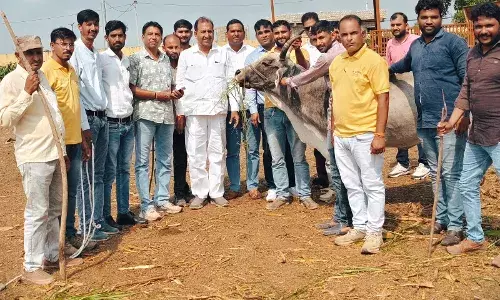 गौशाला में एकदिवसीय पशु चिकित्सा शिविर का सफल आयोजन