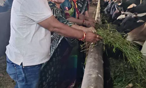 गौशाला में गौ सेवा एवं पूजन, सोमवार को शोभा यात्रा के साथ समापन गौशाला में गौ सेवा एवं पूजन, सोमवार को शोभा यात्रा के साथ समापन