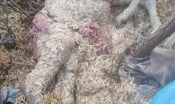 पेंथर का आतंक: चांदरास में बछड़े का शिकार, ग्रामीण सहमे