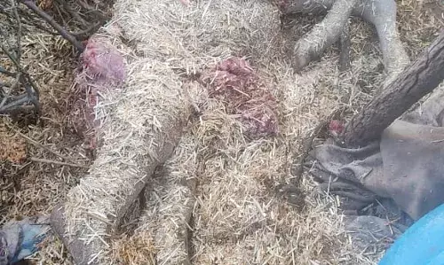 पेंथर का आतंक: चांदरास में बछड़े का शिकार, ग्रामीण सहमे