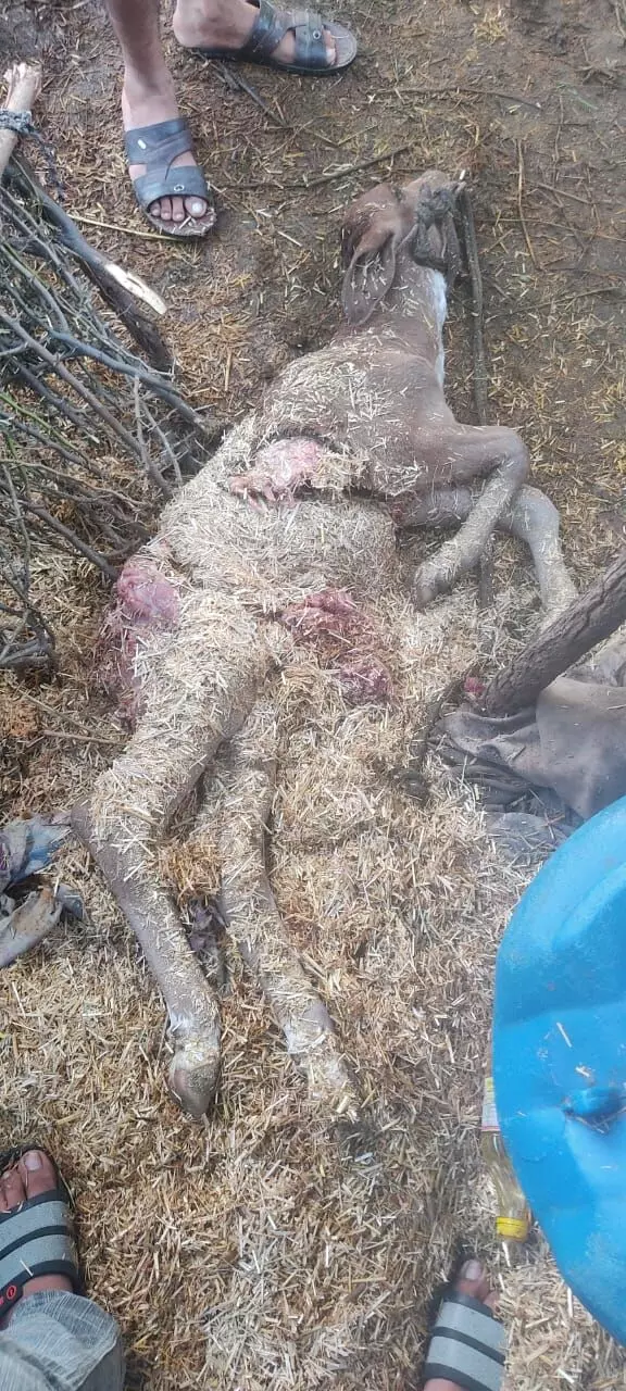 पेंथर का आतंक: चांदरास में बछड़े का शिकार, ग्रामीण सहमे