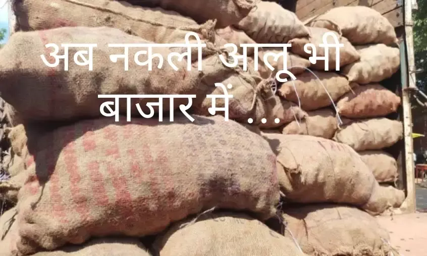 सावधान! अब आलू भी नकली –मंडी से 500 क्विंटल रंगीन आलू जब्त