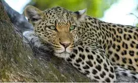 पैंथर का आतंक: गाय को बनाया शिकार, ग्रामीणों में दहशत