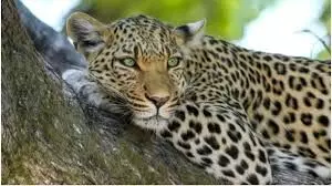 पैंथर का आतंक: गाय को बनाया शिकार, ग्रामीणों में दहशत पैंथर का आतंक: गाय को बनाया शिकार, ग्रामीणों में दहशत