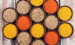 दाल उत्पादन में आत्मनिर्भर बनेगा भारत ,2031 तक 350 लाख टन का लक्ष्य, मंत्री शिवराज ने बताया रोडमैप