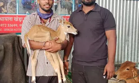 दो दिन के मासूम बछड़े की जान बचाई दो दिन के मासूम बछड़े की जान बचाई