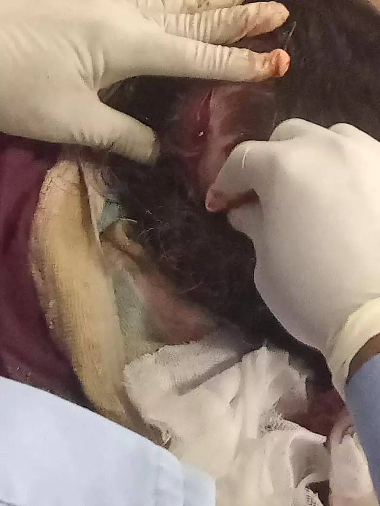 अधिवक्ता की मां पर किया जानलेवा हमल्ला डबल इंजन की सरकार में आदिवासियों की महिलाए सुरक्षित नहीं हैं अधिवक्ता की मां पर किया जानलेवा हमल्ला डबल इंजन की सरकार में आदिवासियों की महिलाए सुरक्षित नहीं हैं