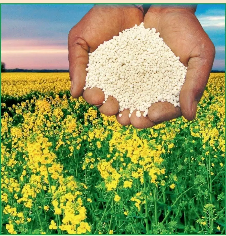 फसल में अच्छी पैदावार के लिए डीएपी की बजाय सिंगल सुपर फॉस्फेट का करें प्रयोग फसल में अच्छी पैदावार के लिए डीएपी की बजाय सिंगल सुपर फॉस्फेट का करें प्रयोग