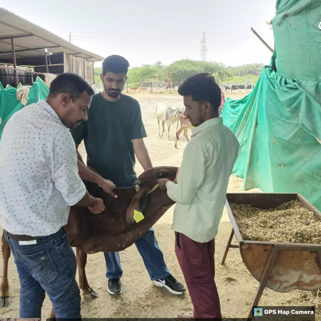 पीथास उपकेंद्र ने 41 गायों का किया टीकाकरण और टैगिंग