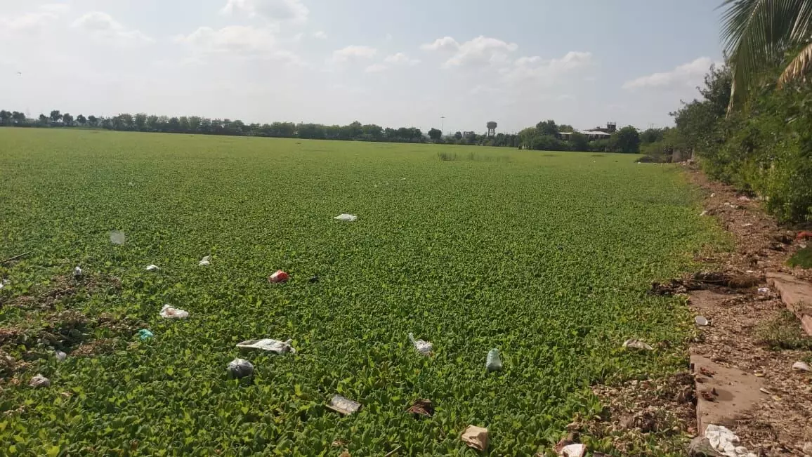 मानसरोवर झील में बदबू और खरपतवार का साम्राज्य! जाजू ने उठाई सफाई और बोटिंग शुरू करने की मांग