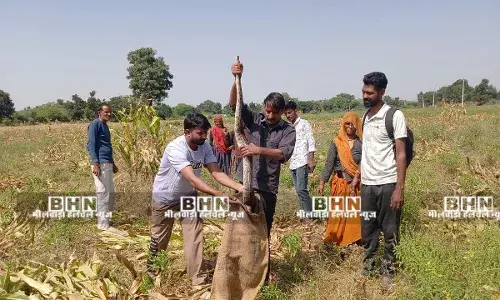 गुरला से 10 फिट लंबे अजगर का रेसक्यु कर जंगल में छोड़ा