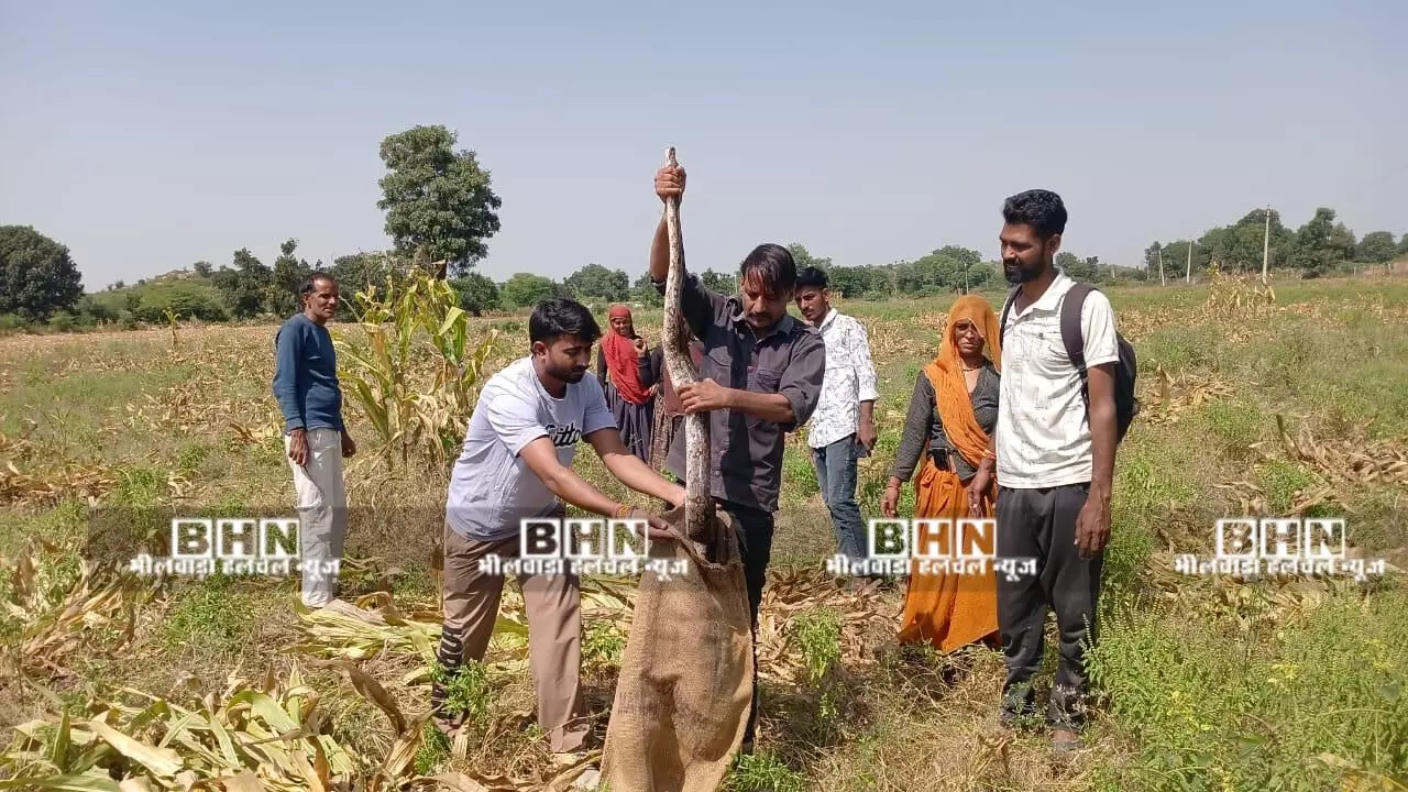 गुरला से 10 फिट लंबे अजगर का रेसक्यु कर जंगल में छोड़ा