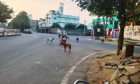 भीलवाड़ा में श्‍वानों का आतंक, महिलाएं और बच्चे परेशान