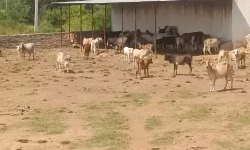 दोवनी गौशाला में 120 गायों का टैगिंग व टीकाकरण कार्य पूरा