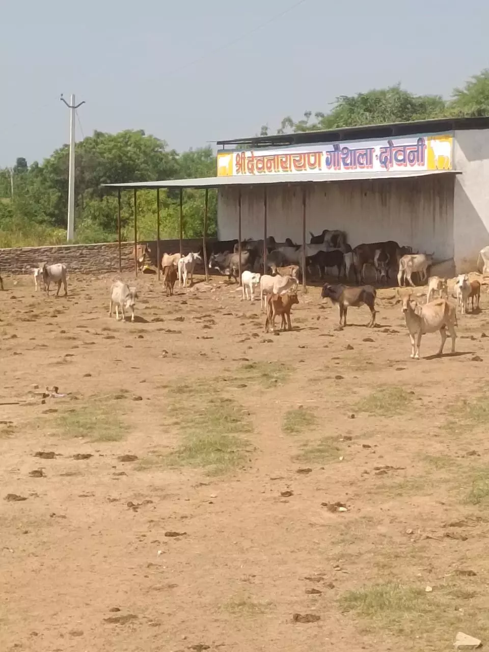 दोवनी गौशाला में 120 गायों का टैगिंग व टीकाकरण कार्य पूरा