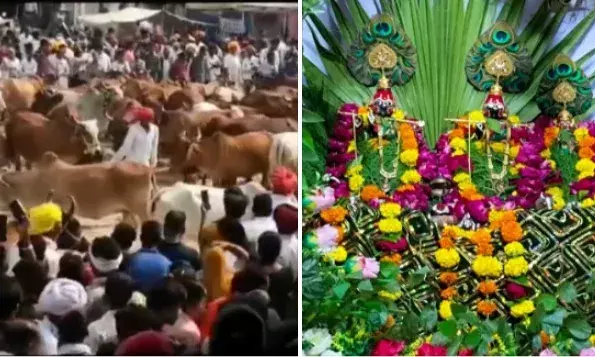 सांपला में विश्व का एकमात्र गाय मेला, दीपावली के दूसरे दिन भरता है अनूठा आयोजन