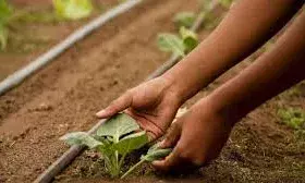 जैविक खेती को मिलेगा नया आयाम — किसान अपने ब्रांड नाम से बेच सकेंगे फसलें, तीन गुना तक बढ़ेगी आमदनी