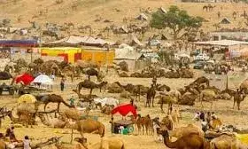 पुष्कर मेला कल से शुरू: ऊंटपालकों ने डाला डेरा, मैदान में बढ़ी रौनक