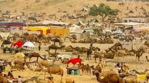 पुष्कर मेला कल से शुरू: ऊंटपालकों ने डाला डेरा, मैदान में बढ़ी रौनक