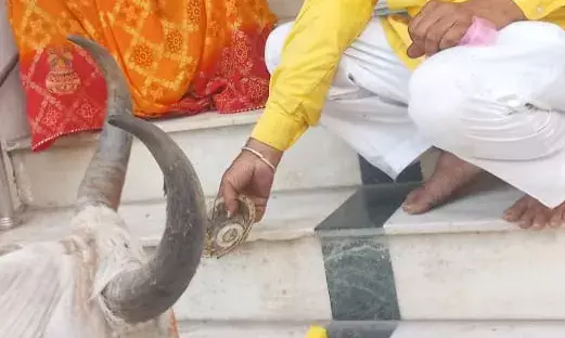 श्री लक्ष्मीनाथ जी बड़े मंदिर में स्वयं पहुंची सफेद गौ माता