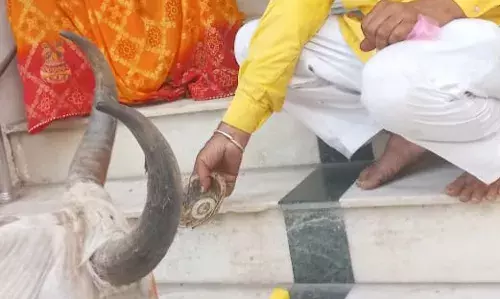 श्री लक्ष्मीनाथ जी बड़े मंदिर में स्वयं पहुंची सफेद गौ माता