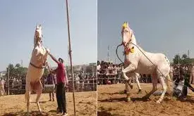 अंतरराष्ट्रीय पुष्कर पशु मेला शुरू — ऊंट-घोड़ों की आवक तेज, रेतीले धोरों में उमड़ा सैलानियों का रेला