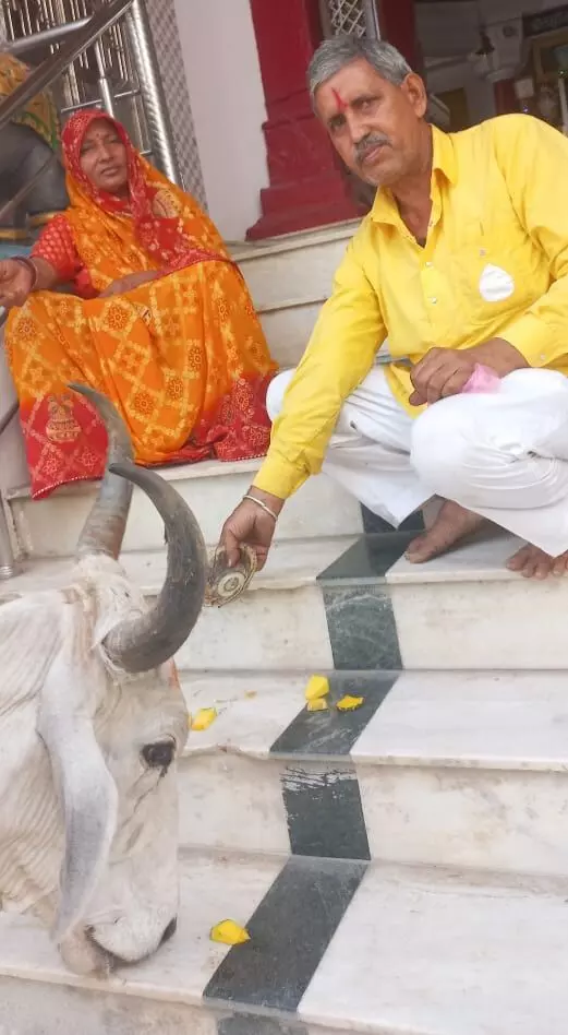 श्री लक्ष्मीनाथ जी बड़े मंदिर में स्वयं पहुंची सफेद गौ माता