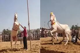 अंतरराष्ट्रीय पुष्कर पशु मेला शुरू — ऊंट-घोड़ों की आवक तेज, रेतीले धोरों में उमड़ा सैलानियों का रेला