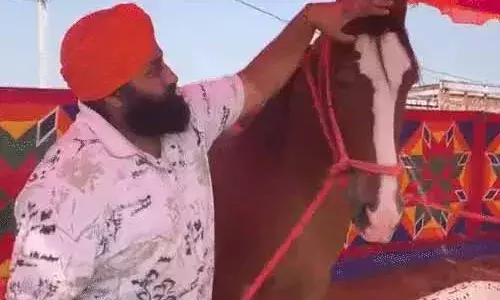 पुष्कर-मेले में पहुंची 1 करोड़ की घोड़ी, 4-शो जीत चुकी