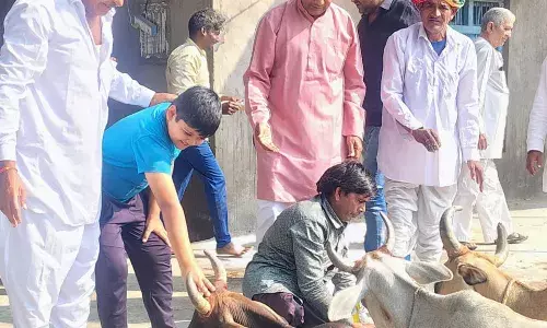 गांयो को लापसी खिलाकर मनाया गया गोवर्धन महोत्सव गांयो को लापसी खिलाकर मनाया गया गोवर्धन महोत्सव