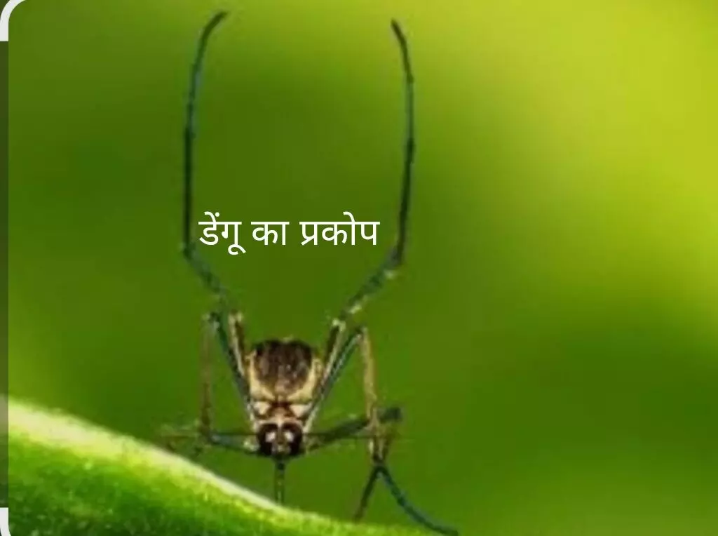 डेंगू से युवती की मौत, 27 दिन पहले हुई थी शादी