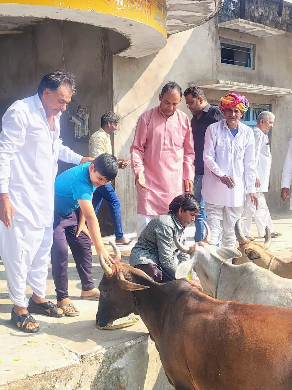 गांयो को लापसी खिलाकर मनाया गया गोवर्धन महोत्सव गांयो को लापसी खिलाकर मनाया गया गोवर्धन महोत्सव