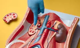 किडनी की सेहत के लिए खतरनाक हैं ये 8 ड्रिंक्स, जानिए कैसे चुपचाप पहुंचाती हैं नुकसान किडनी की सेहत के लिए खतरनाक हैं ये 8 ड्रिंक्स, जानिए कैसे चुपचाप पहुंचाती हैं नुकसान