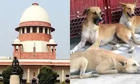 SC की सख्ती: आवारा कुत्तों पर हलफनामा नहीं देने वाले राज्यों के मुख्य सचिवों को तलब