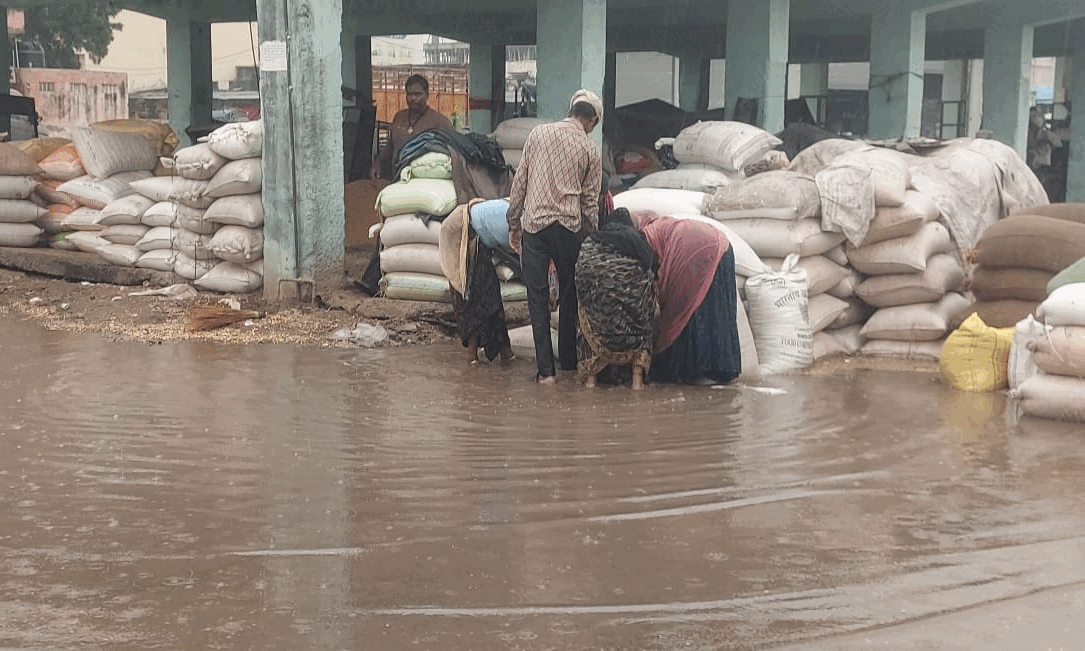 भीलवाड़ा में बेमौसम बरसात : कृषि उपज मंडी में लाखों की फसल भीगी