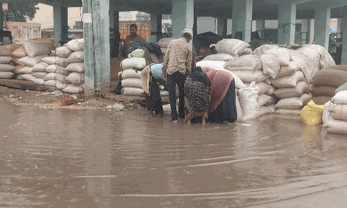 भीलवाड़ा में बेमौसम बरसात : कृषि उपज मंडी में लाखों की फसल भीगी भीलवाड़ा में बेमौसम बरसात : कृषि उपज मंडी में लाखों की फसल भीगी