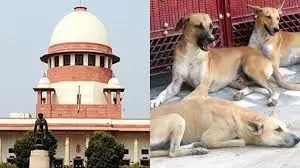 SC की सख्ती: आवारा कुत्तों पर हलफनामा नहीं देने वाले राज्यों के मुख्य सचिवों को तलब
