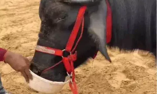 पुष्कर मेले में आए भैंसे ने लंच में खाए काजू-बादाम