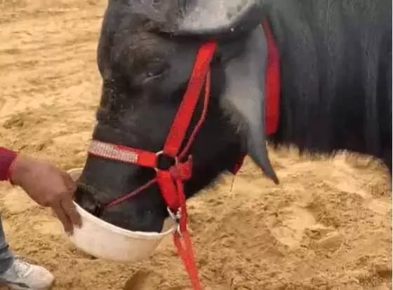 पुष्कर मेले में आए भैंसे ने लंच में खाए काजू-बादाम पुष्कर मेले में आए भैंसे ने लंच में खाए काजू-बादाम