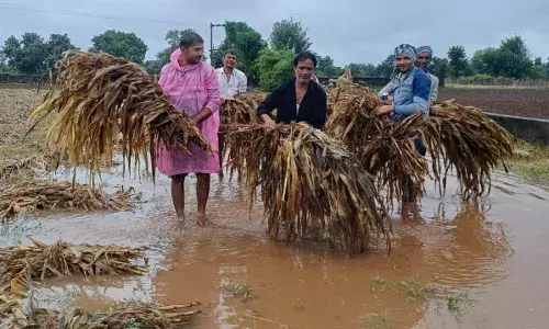 सवाईपुर क्षेत्र मे तीसरे दिन थमा बारिश का दौर, पानी में डुबी फसलें, बचाने की जुगत में जुटे किसान