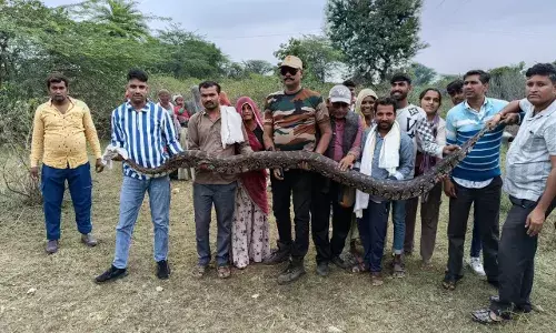 15 फीट लंबे व 60 कीलो वजनी अजगर का रेशक्यु कर जंगल में छोड़ा