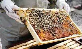 क‍िसानों को राज्य सरकार देगी मधुमक्खी पालन पर 40 प्रतिशत अनुदान